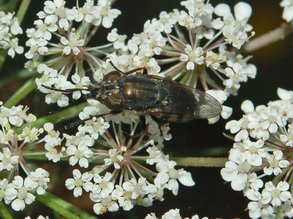 Stomorhina lunata (Calliphoridae)